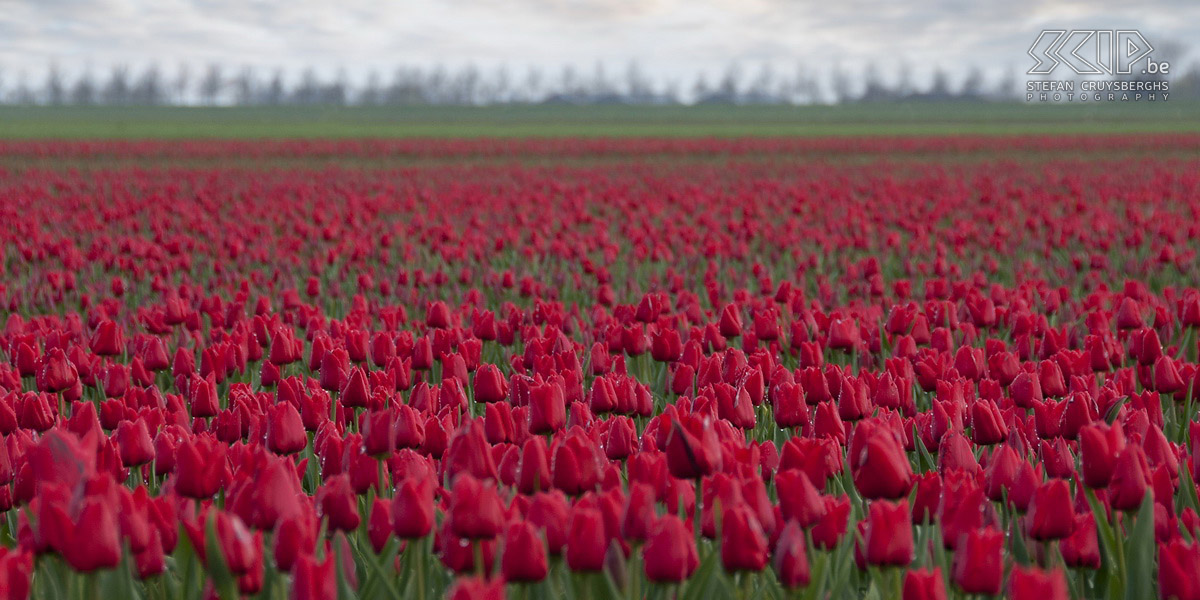 Flowering tulip fields in Zeeland In spring a lot of tulip fields are flowering in Zeeland (The Netherlands). I went there and on an early morning I started photographing these magnificent display of colours. Stefan Cruysberghs